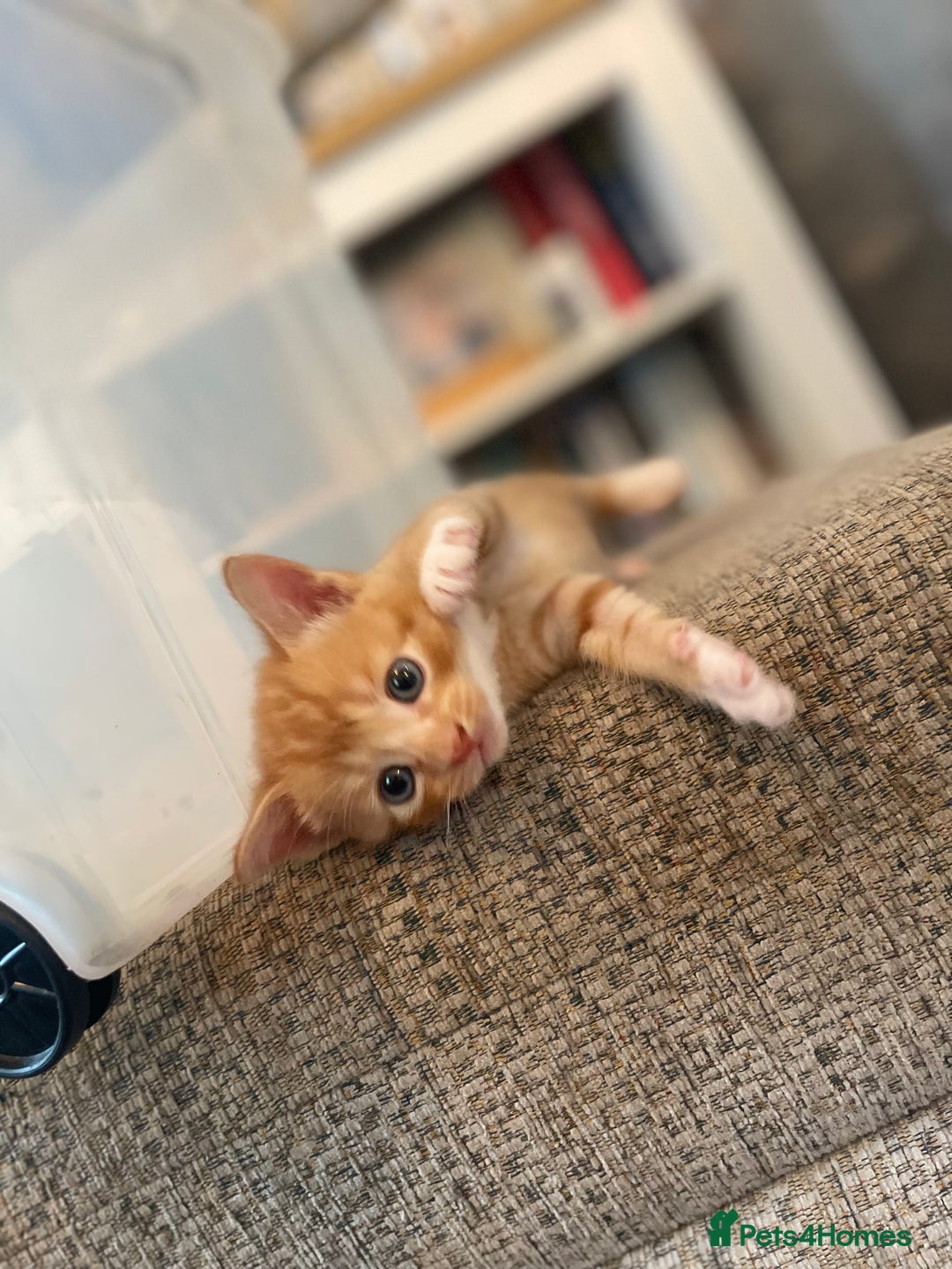 Mixed Breed cats for sale: Kitten’s for sale - Image 10