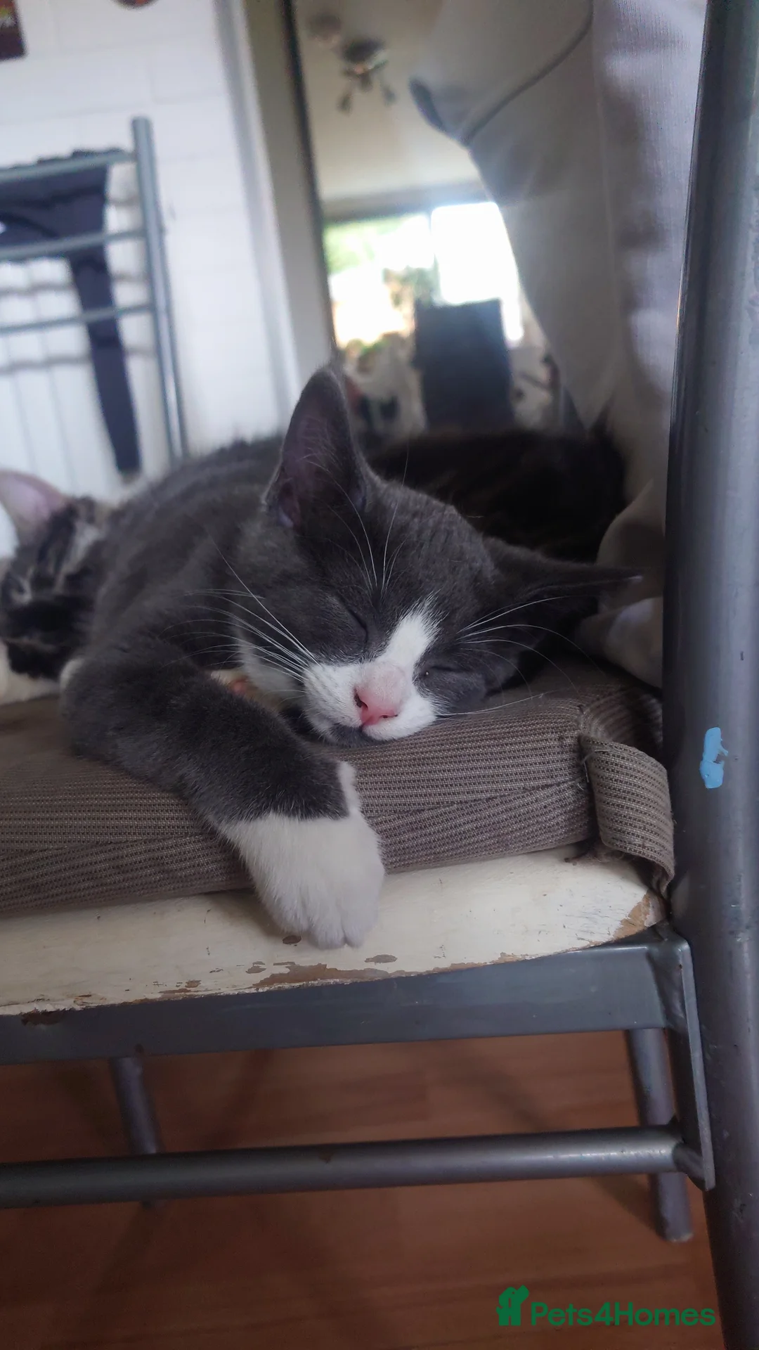 Mixed Breed cats for sale: HWe have 2boys,11 weeks old ready garden house pls - Advert 13