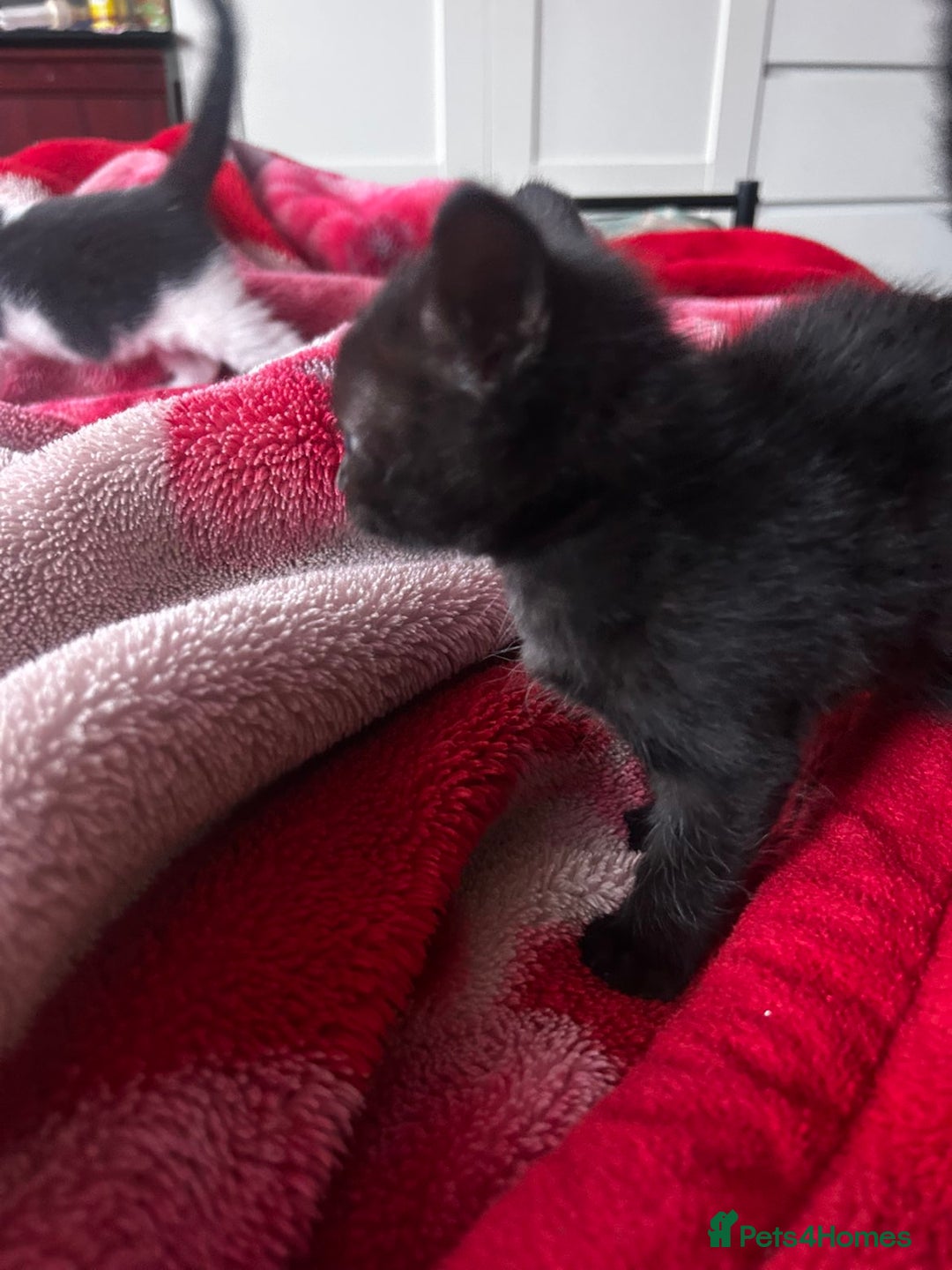 Mixed Breed cats for sale: Three kittens for sale - Advert 11