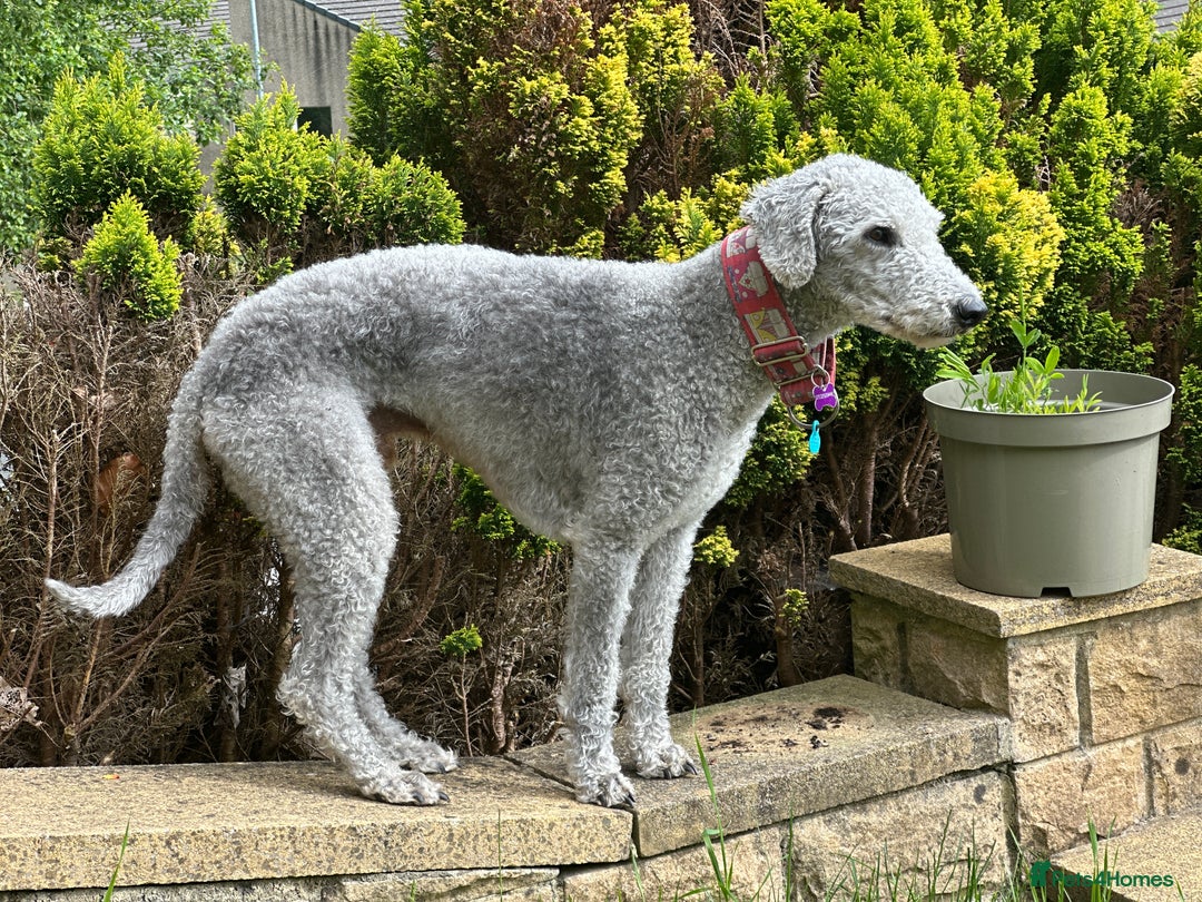 Mixed Breed dogs for sale: Beautiful Bedlington/Greyhound Cross  - Advert 5