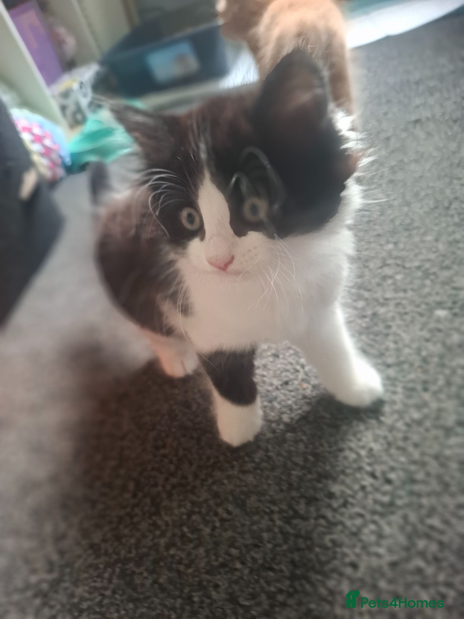 Mixed Breed cats Beautiful Fluffy Little Girl - Advert 1