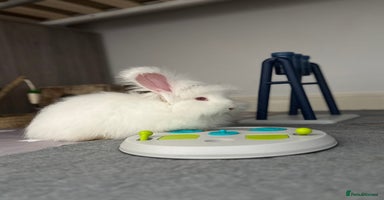 Angora rabbits - Advert 2