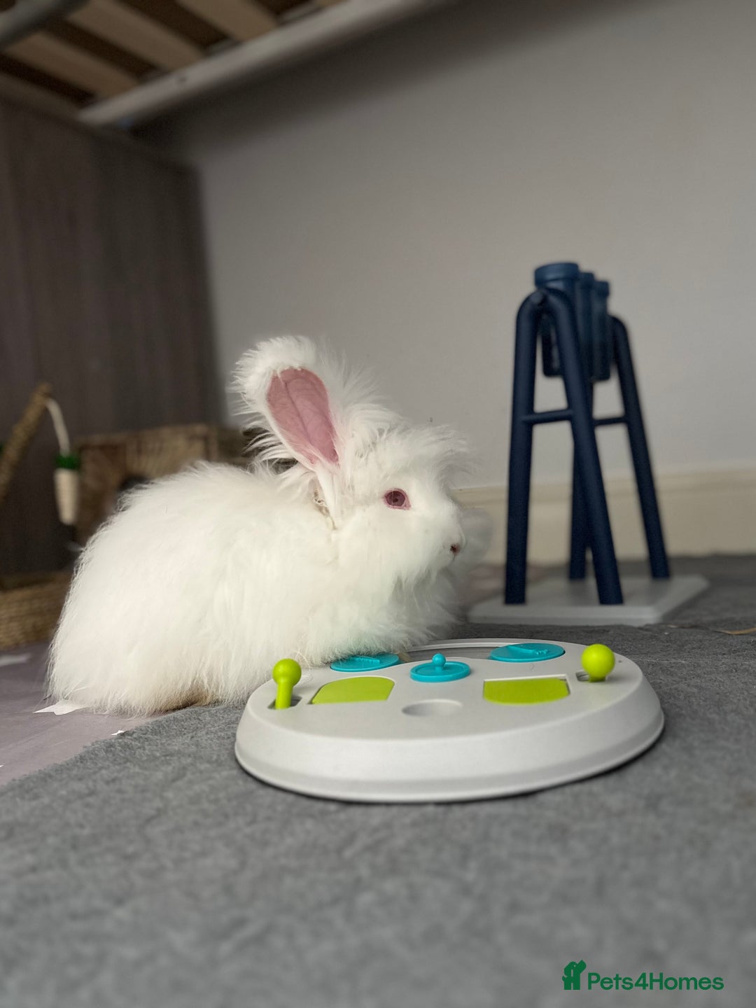 Angora rabbits for sale: Full Faced Angora picked for temprement - Image 3