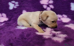 Labrador Retriever dogs for sale: KC registered yellow/black labrador puppies  - Image 6