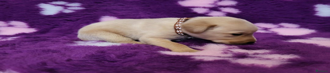 Labrador Retriever Puppy 1