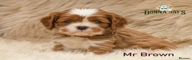Cavalier King Charles Spaniel 3
