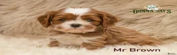 Cavalier King Charles Spaniel dogs for sale: ✨ DONNAJAYS CAVALIER KING CHARLES SPANIEL ✨ - Advert 18