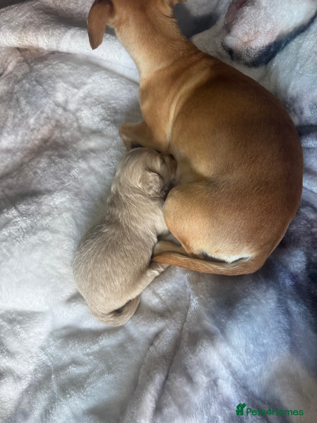 Chipoo dogs for sale: READY TO LEAVE THIS WEEK! Chipoo puppies - Advert 37