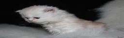 Scottish Fold cats for sale: Eight wee wonders seek mum/dad - Advert 4