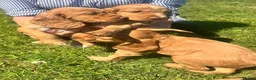 Cocker Spaniel dogs for sale: Terrific Cocker spaniels  - Advert 26
