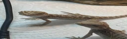 Bearded Dragon reptiles for sale: Baby Bearded Dragons. Visual Dunners & Hypos - Advert 35
