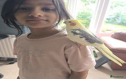 Cockatiels birds for sale: Hand-reared Cockatiel  - Image 3