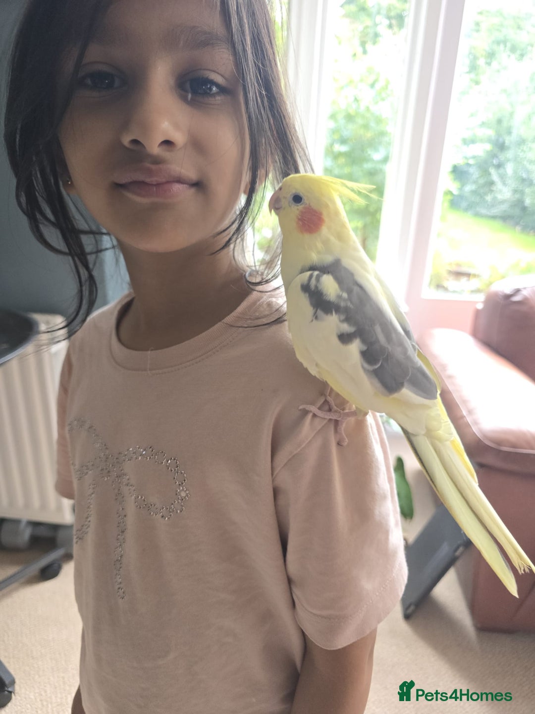 Cockatiels birds for sale: Hand-reared Cockatiel  - Image 3