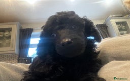 Toy Poodle dogs for sale: Purebred black toy poodle - Advert 6