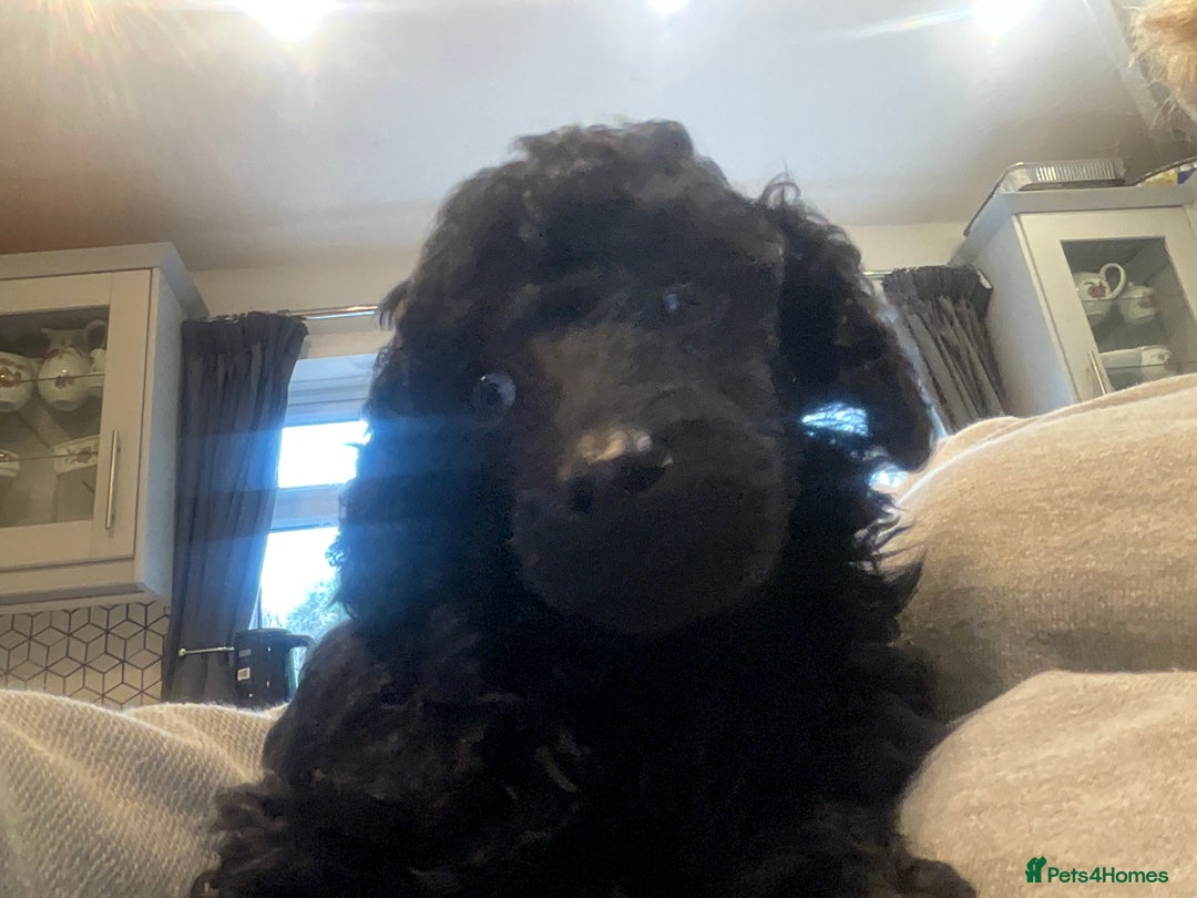 Toy Poodle dogs for sale: Purebred black toy poodle - Advert 6