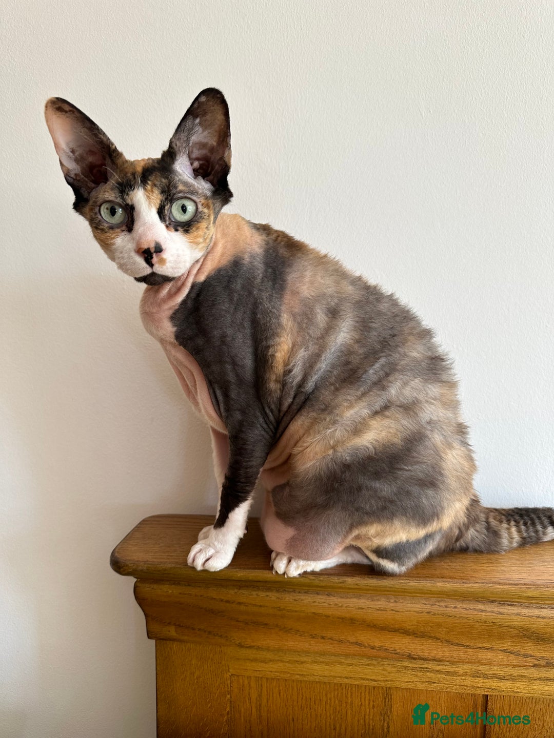 Sphynx cats for sale: Fuzzy Female Sphynx  - Advert 8