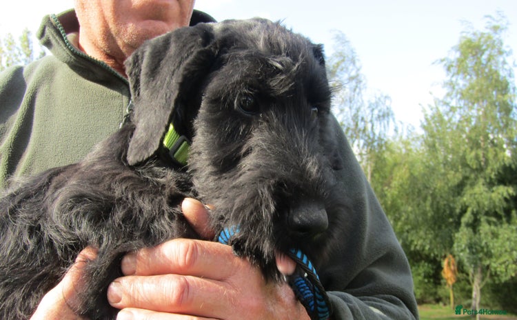 Giant Schnauzer dogs - Advert 1