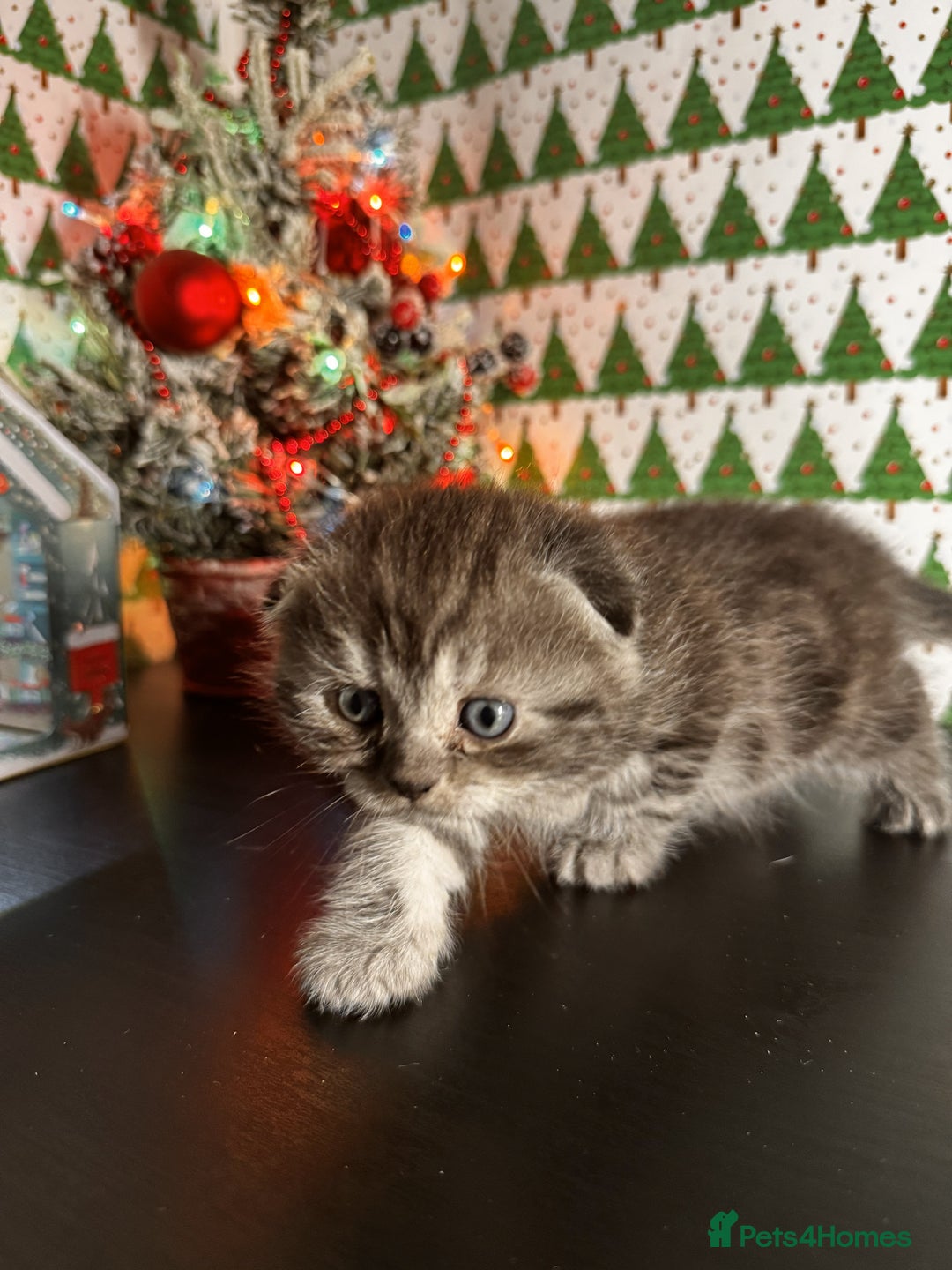 Scottish Fold cats for sale: 4 Beautiful Scottish Fold Kittens - Advert 12