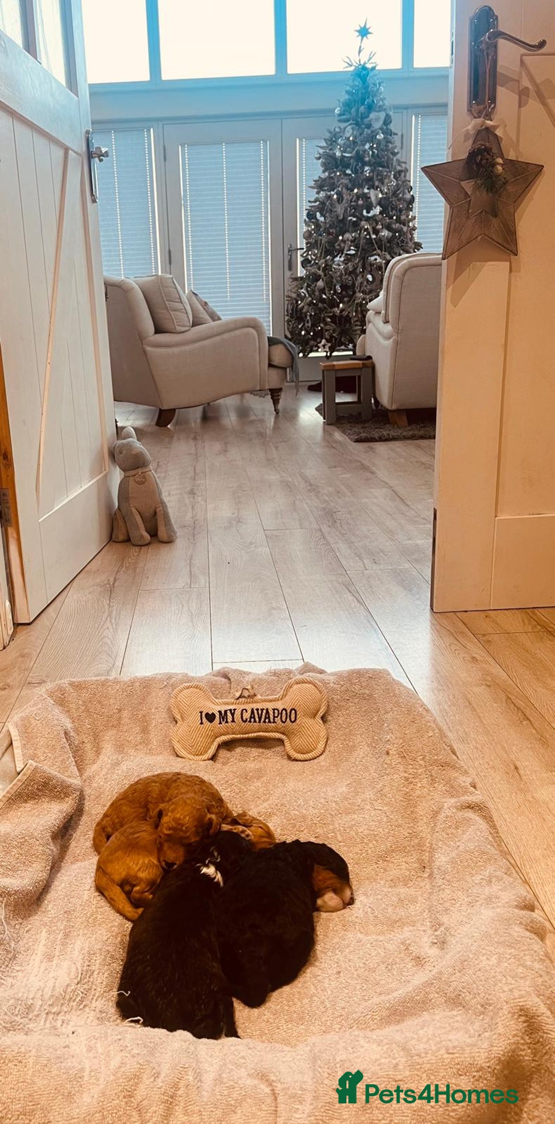 Cavapoo dogs for sale: Stunning F1b Cavapoo puppies  - Advert 9