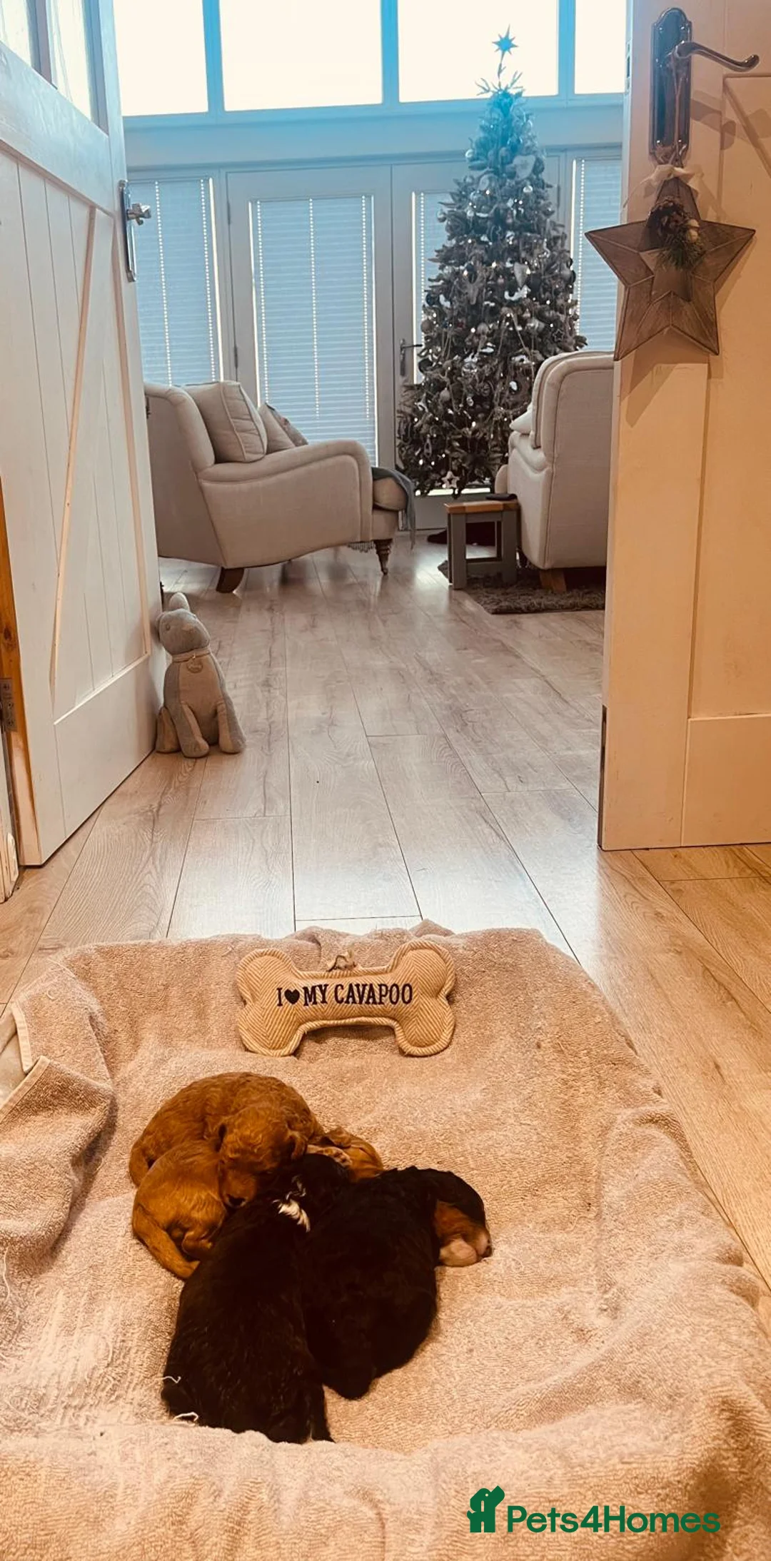 Cavapoo dogs for sale: Stunning F1b Cavapoo puppies  - Advert 16