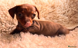 Miniature Dachshund dogs for sale: BEAUTIFUL MINI DACHSHUND PUPPIES READY NOW - Image 34