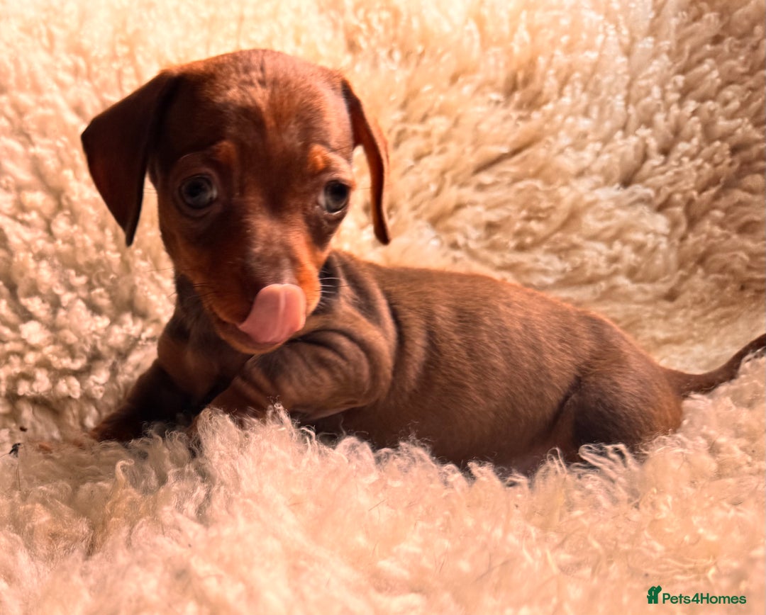 Miniature Dachshund dogs for sale: BEAUTIFUL MINI DACHSHUND PUPPIES READY NOW - Image 34