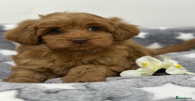 Australian Labradoodle dogs - Advert 9