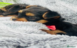 Yorkshire Terrier dogs for sale: Miniature Yorkshire terrier - Image 14