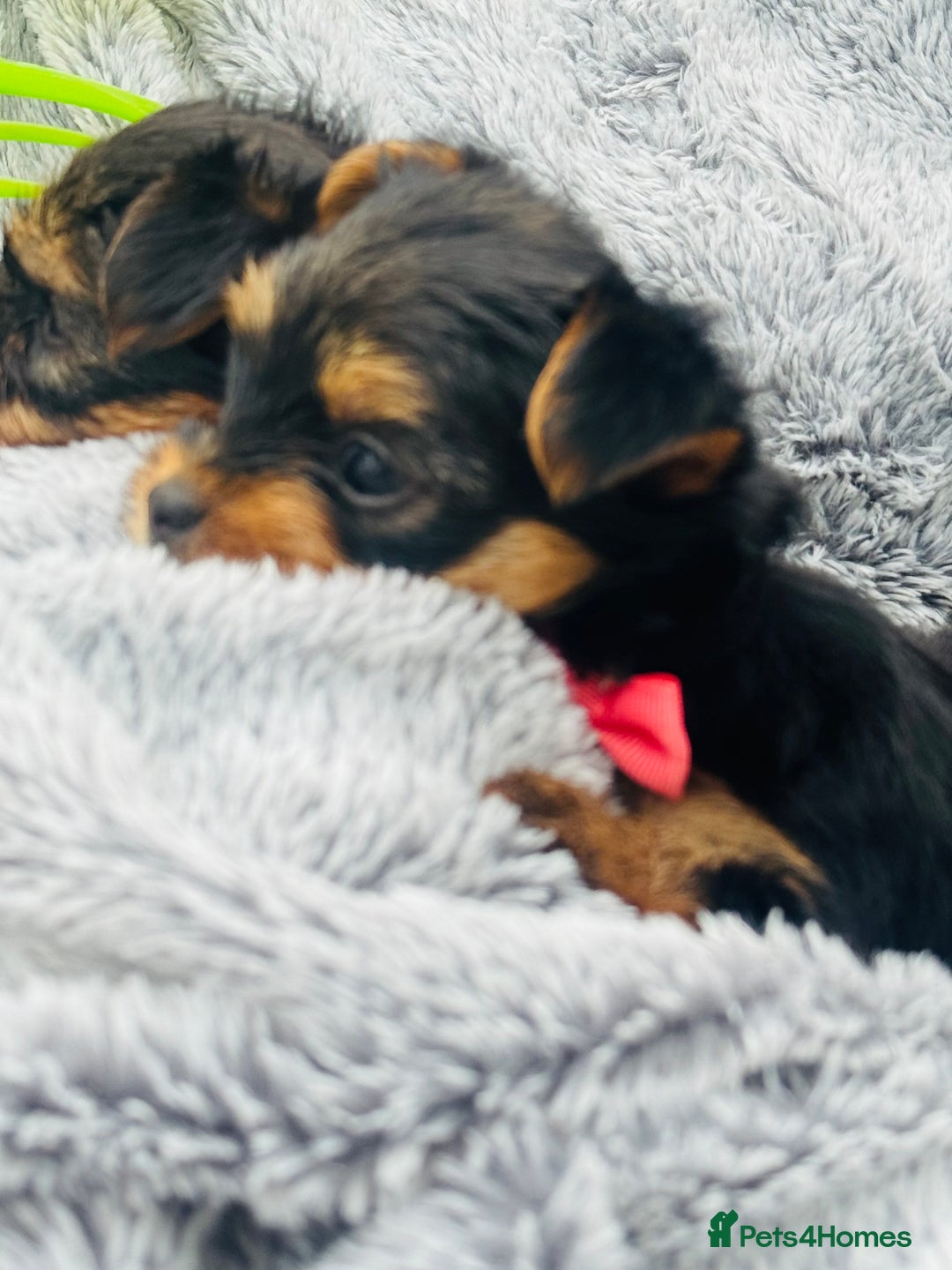 Yorkshire Terrier dogs for sale: Miniature Yorkshire terrier - Image 14