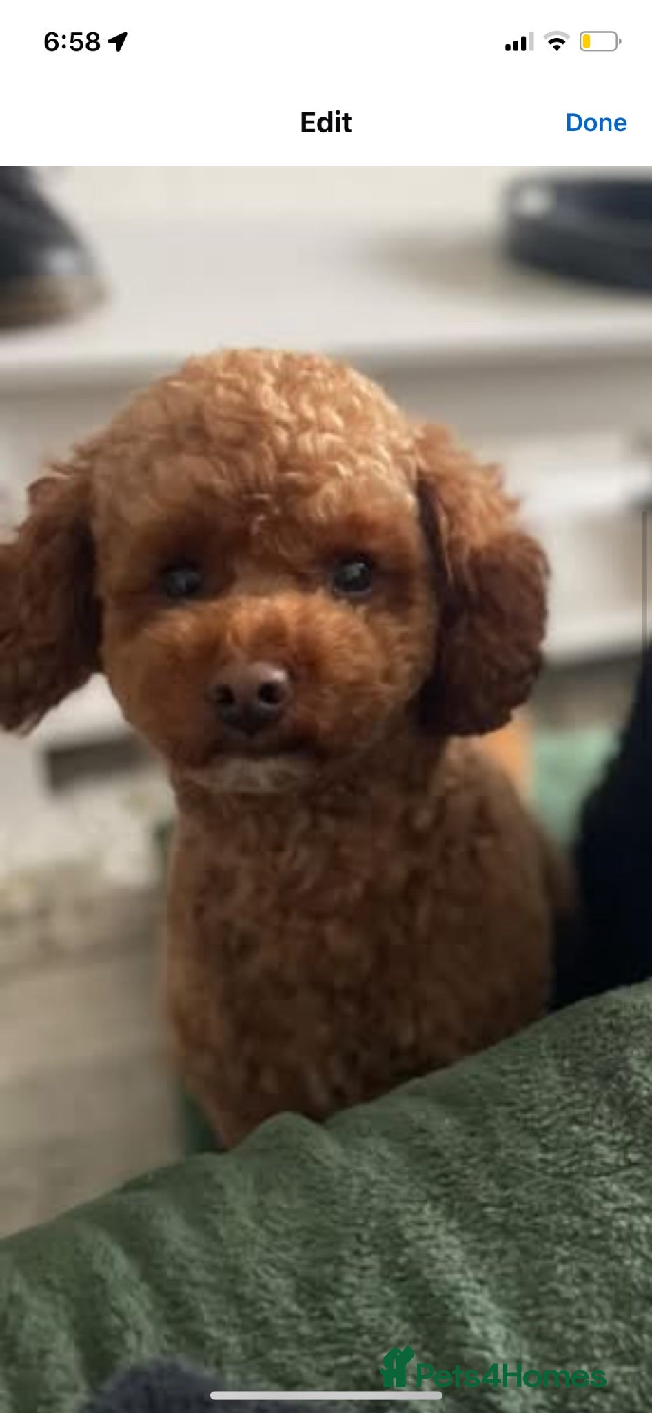 Cavapoochon dogs Red Cavapoochon Stud - Advert 1