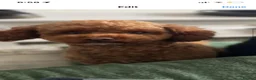 Cavapoochon dogs for stud: Red Cavapoochon Stud - Advert 1