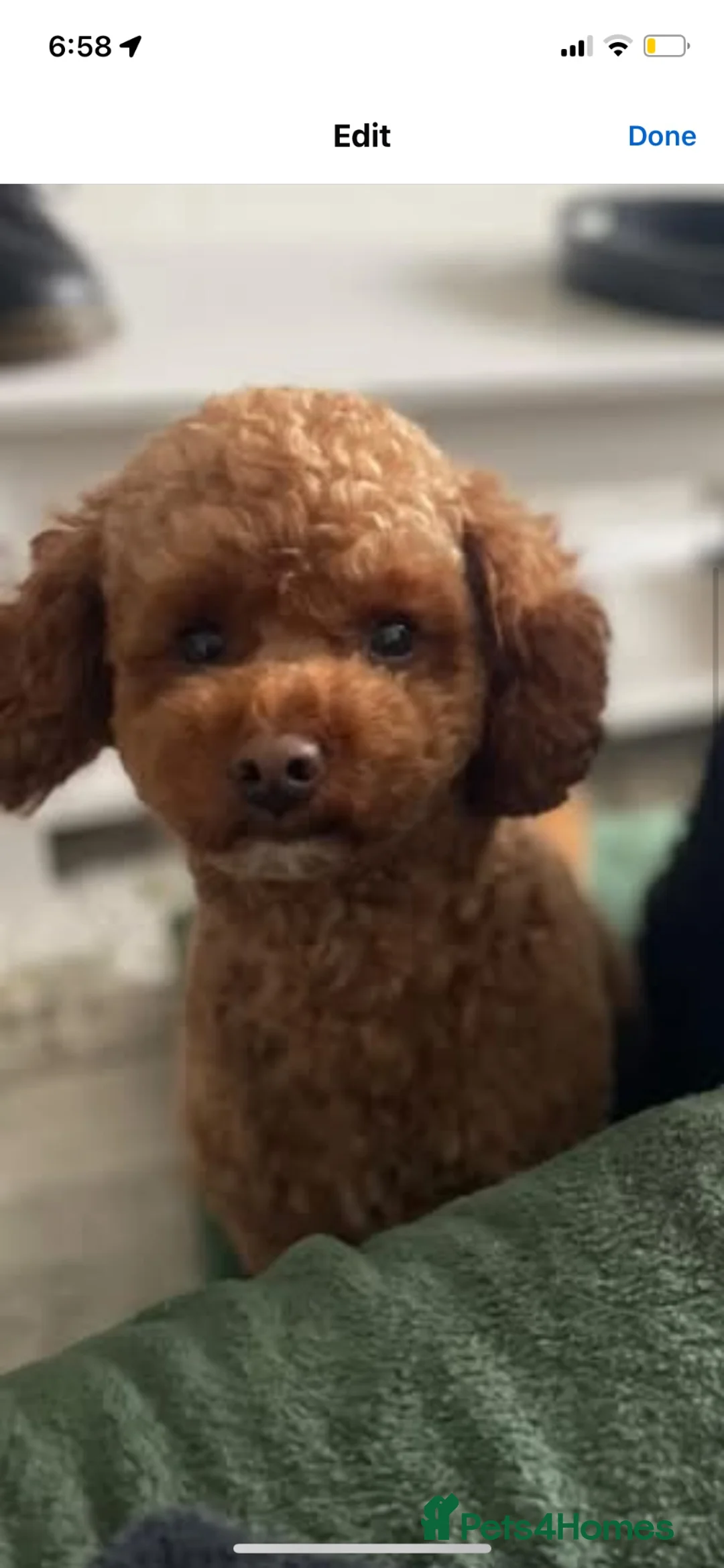 Cavapoochon dogs for stud: Red Cavapoochon Stud - Advert 1