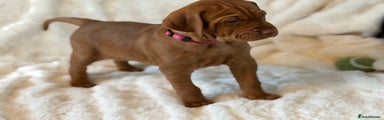 Hungarian Vizsla Puppy 4 Dark Pink Collar