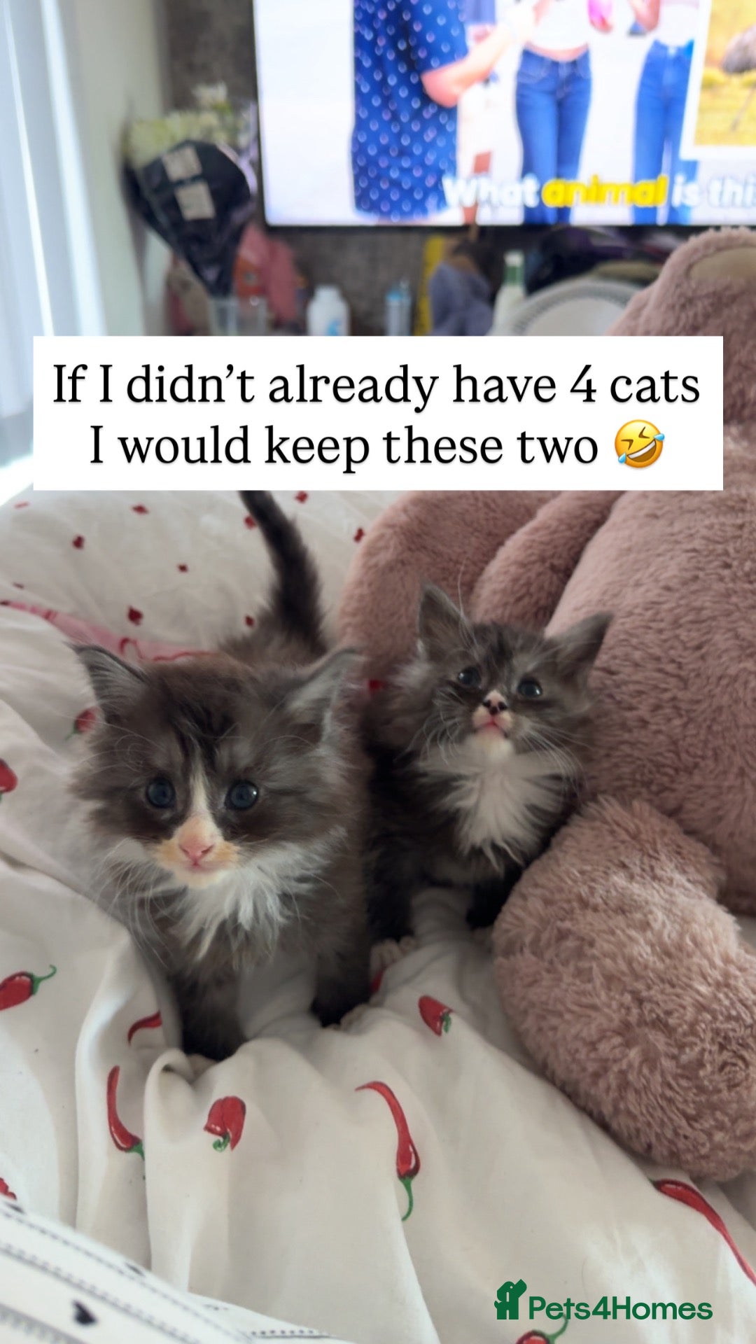 Maine Coon cats Female Tica registered Maine coon kittens - Advert 1