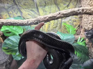 King Snake reptiles Female Mexican black king snake - Advert 5