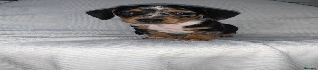 Miniature Dachshund Puppy 3