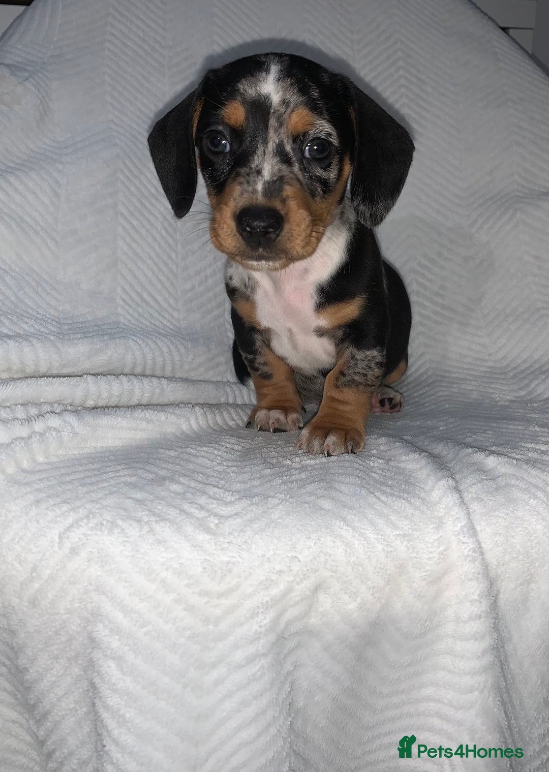 Miniature Dachshund dogs for sale: Miniature dachshunds  - Image 6
