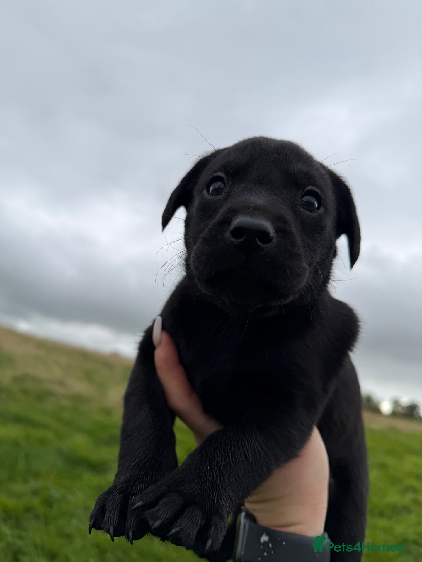 Labrador Retriever dogs for sale: 4 KC reg Labrador puppies for sale  - Advert 2