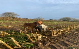 Labrador Retriever dogs for stud: Foxred labrador for stud - Image 3