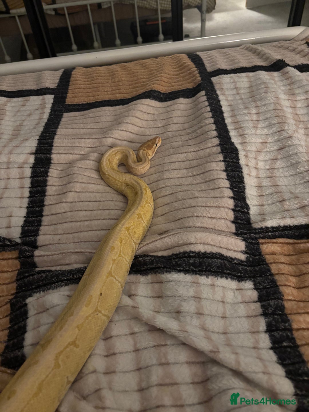 Python Snake reptiles for sale: Male banana pinstripe ball python - Advert 4