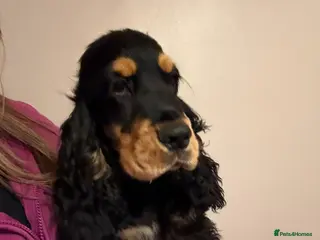 Cocker Spaniel dogs Black and Tan show cocker spaniel - Advert 1