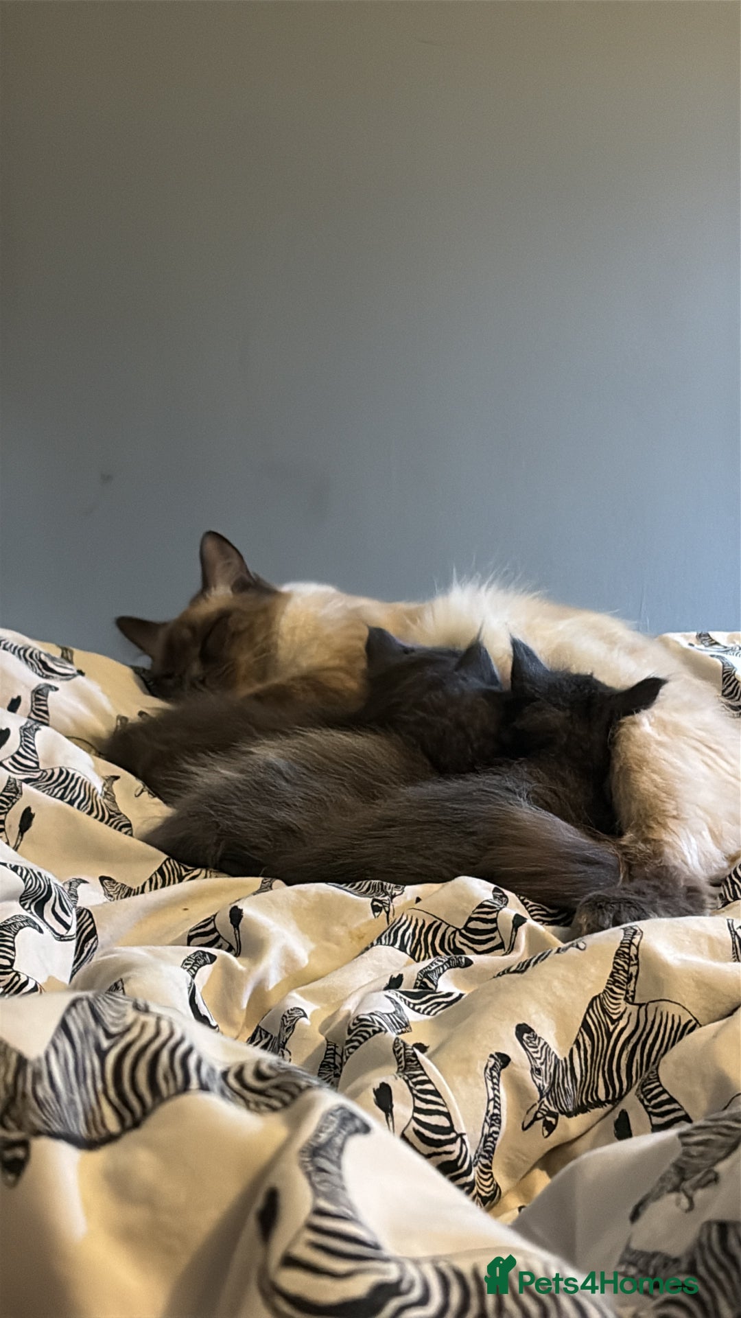 Ragcoon cats for sale: Female Ragcoon r2go - Advert 4