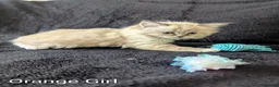 Ragdoll cats for sale: Fluffy Ragdoll Kittens - Advert 3