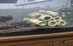 Plecos fish for sale: Royal/blue phantom pleco for sale - Advert 5
