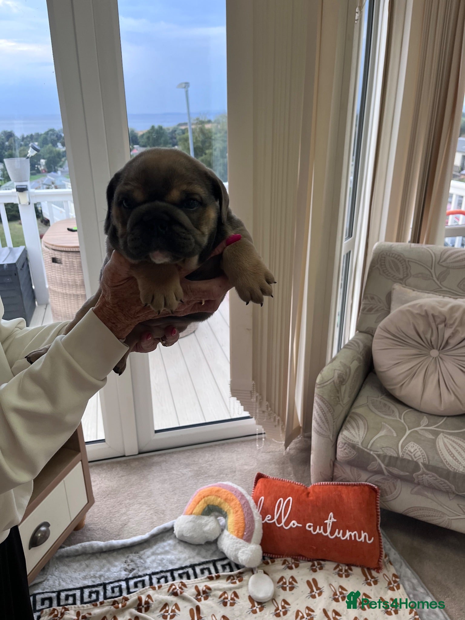 Olde English Bulldogge dogs Lilac Tri Male Olde English Bulldog - Advert 13