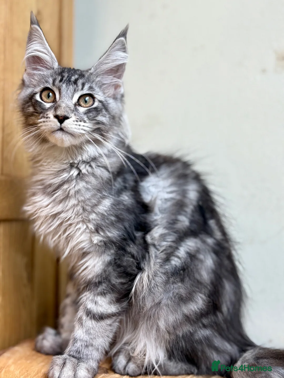 Maine Coon cats for sale: Beautiful Maine coon cats - Advert 1