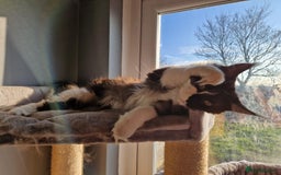 Maine Coon cats for sale: Black smoke and white entire queen maine coon - Image 4