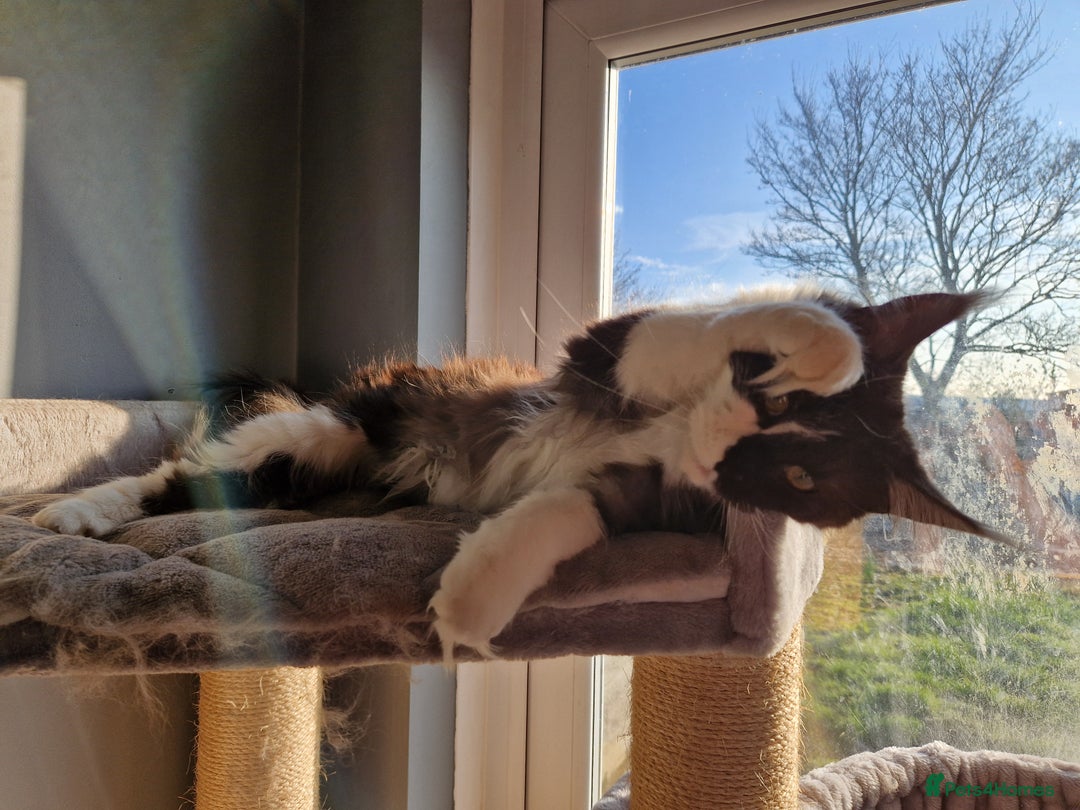 Maine Coon cats for sale: Black smoke and white entire queen maine coon - Image 4