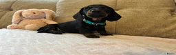 Miniature Dachshund dogs for sale: Reduced💜KC pedigree Mini Dachshund puppies - Advert 27