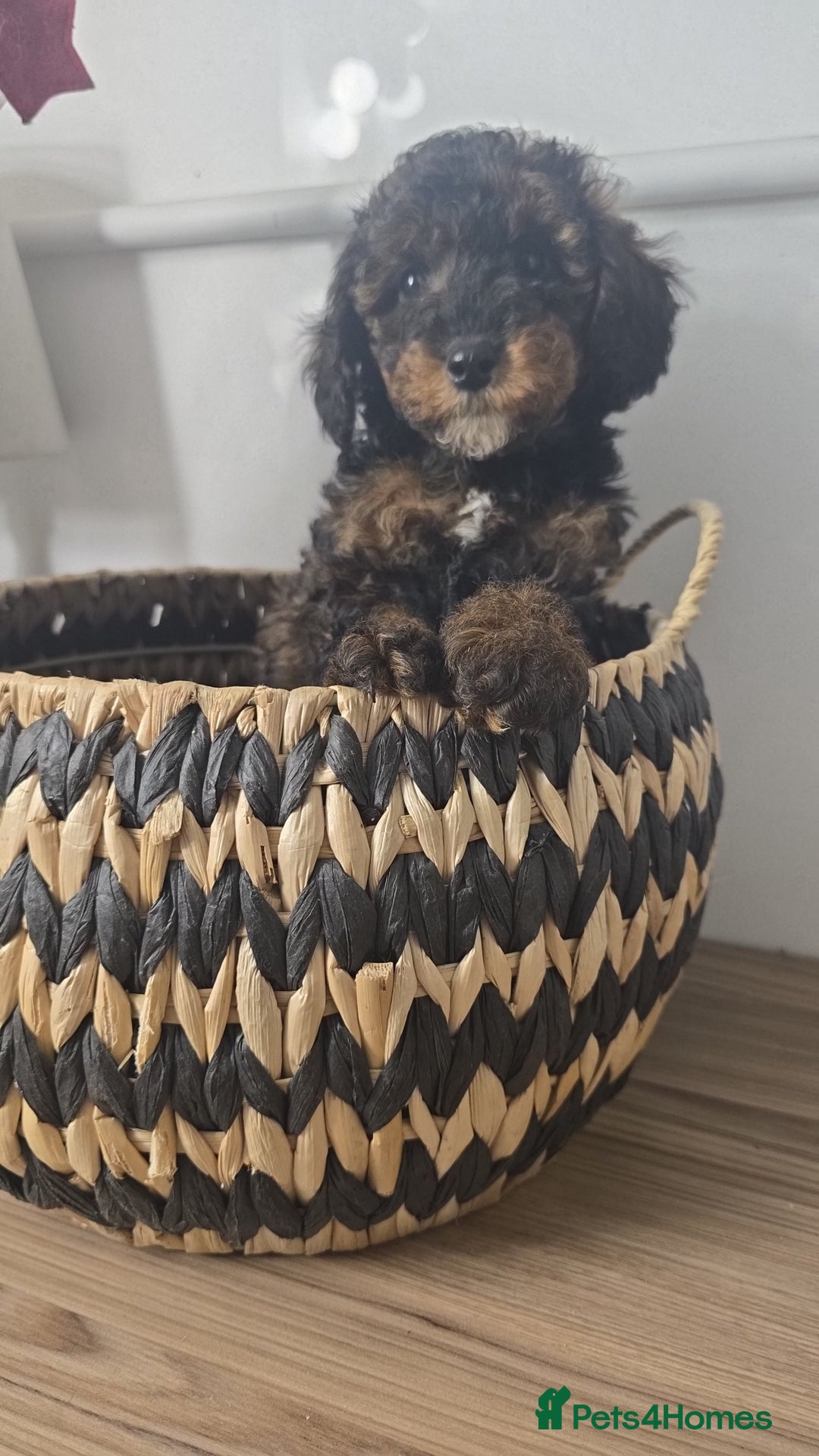 Toy Poodle dogs for sale: Toy Sized Poodles - Ready now - Advert 8